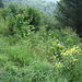 Lone Bald Overlook.