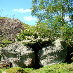 Flowering on rocks
