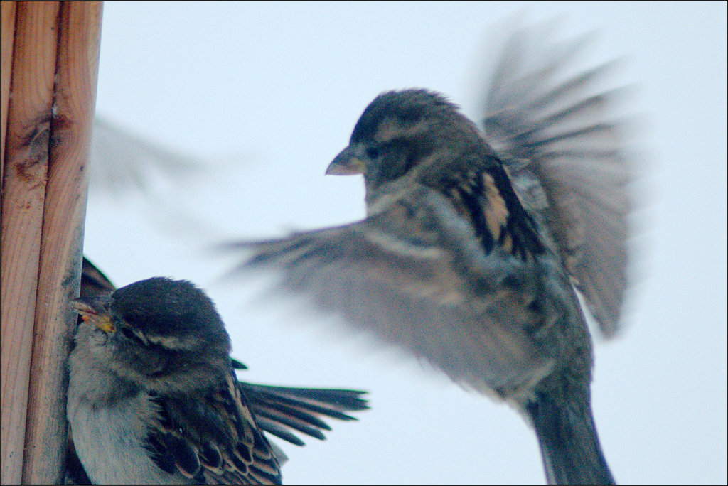 Sparrows