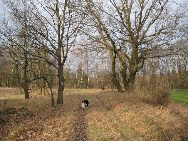 Alte Allee bei Klausdorf