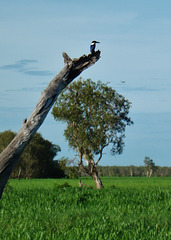 Little Kingfisher (Alcedo pusilla)_5