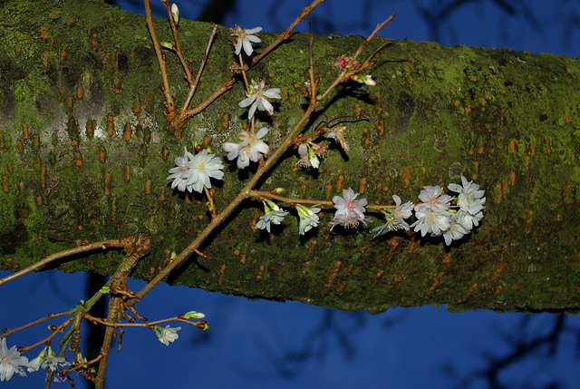 Christmas Day - Cherry Blossom