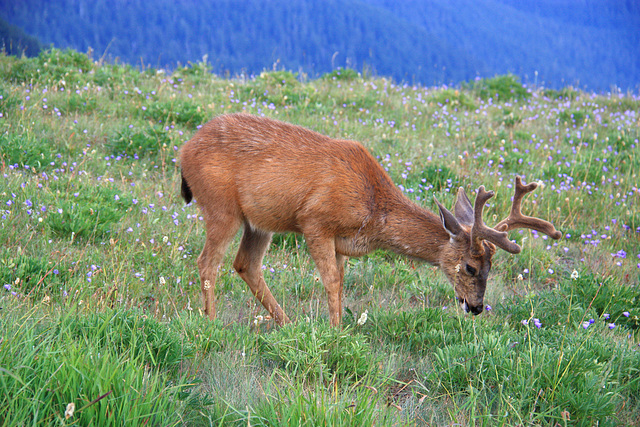 Columbian Black-tailed Deer