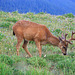 Columbian Black-tailed Deer