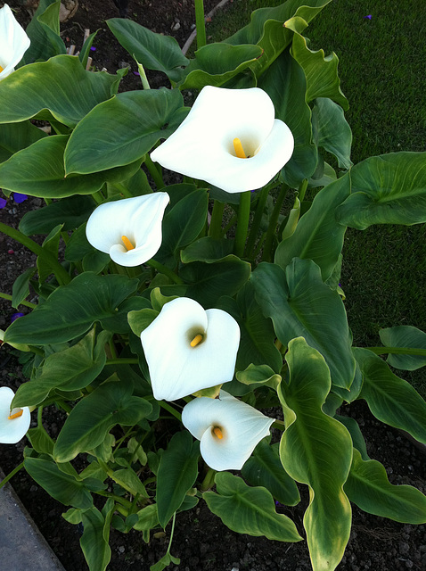 Calla Lilies