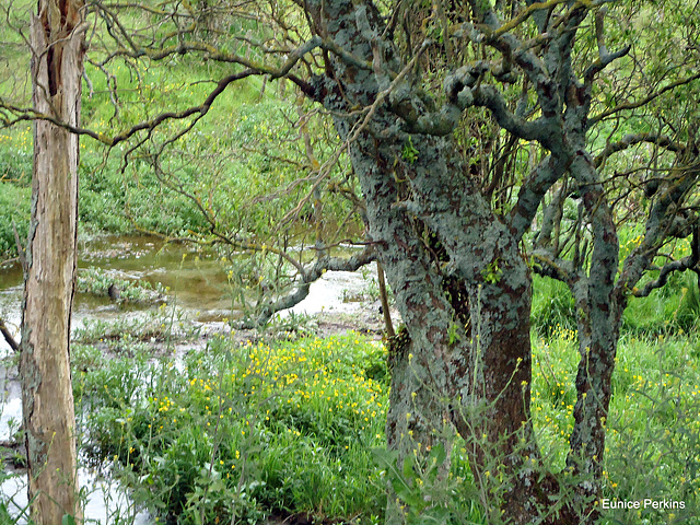 Farm stream