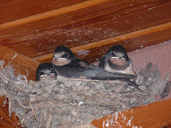 In the Dining Room