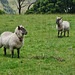 sheep with bells