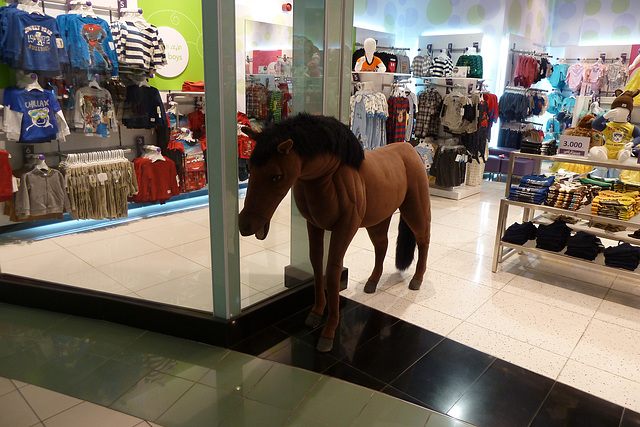 Oman 2013 – Horse