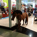 Oman 2013 – Horse