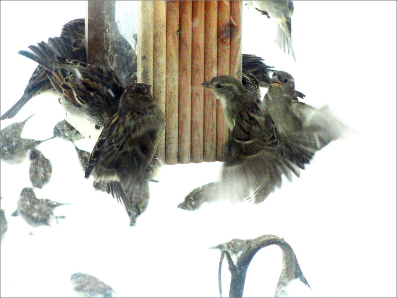 Birds at Feeder