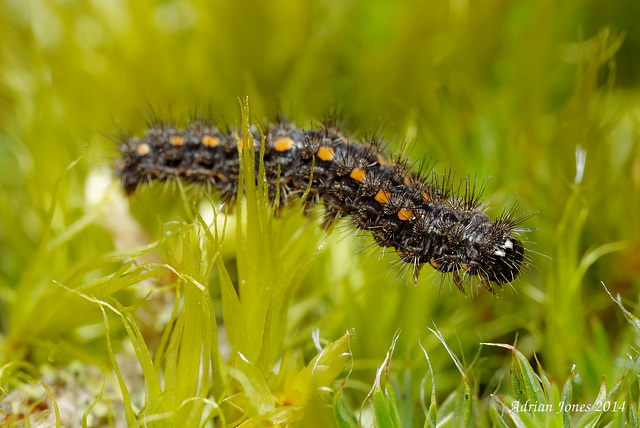 Eilema complana larva.