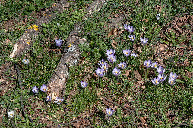 Krokusse - 2014-03-20-_DSC1131