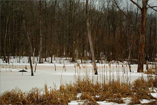 Cattails