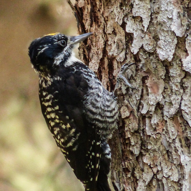 American Three-toed Woodpecker