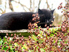 Blackie asleep on fence top