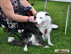 Dogs At Car Shows