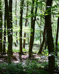 Gosforth Wood in dappled sun.