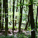 Gosforth Wood in dappled sun.