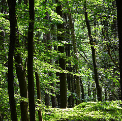 Gosforth Wood in dappled sun.