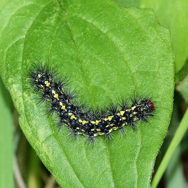 Police Car Moth caterpillar