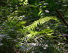 Sunlit ferns