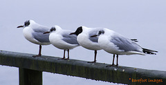 gulls