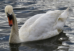 swans in the thames