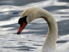 swans in the thames