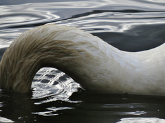 swans in the thames