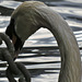 swans in the thames