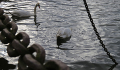 swans in the thames