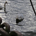 swans in the thames