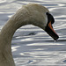 swans in the thames