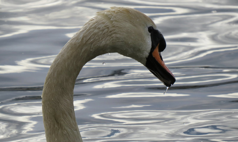 swans in the thames