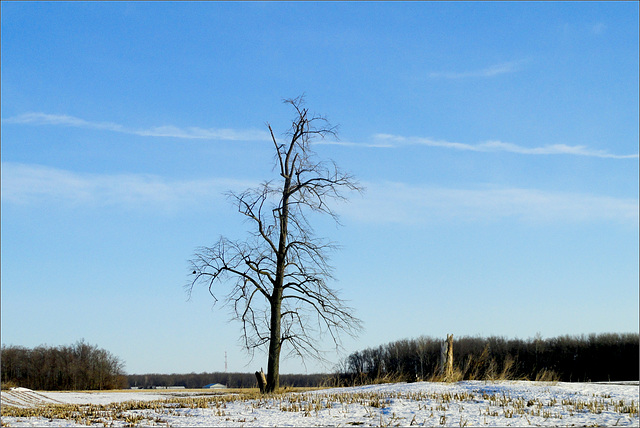 A Tree in a Field