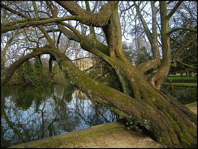 Worcester College tree trunk