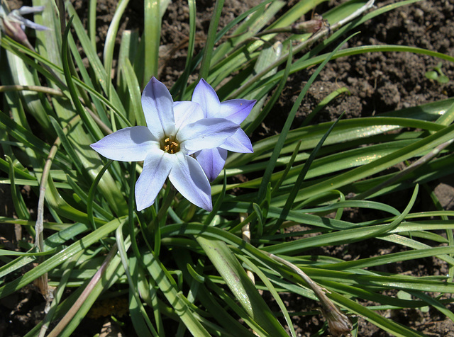 Ipheion