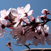 Der Frühling - la printempo - le printemps - the spring