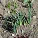 Iris x histrioïdes fin mars