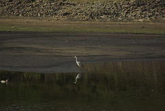 IMGP5453