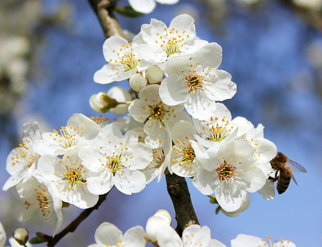 Frühling