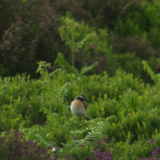 Whinchat