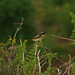 Whinchat