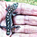 Lizard I rescued from the cat. Lizard I rescued from the cat.