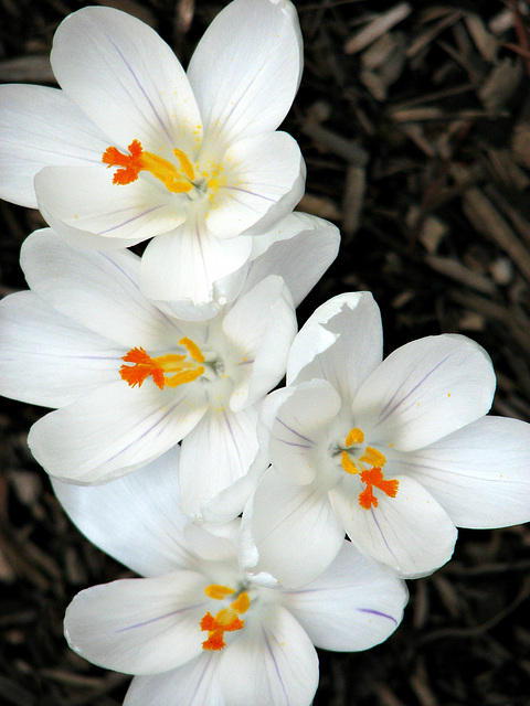 White crocus