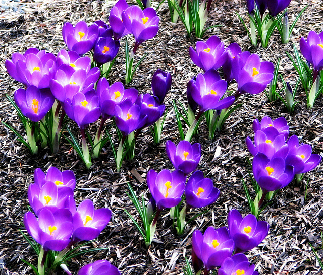 Happy Little Crocus!