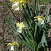 Narcisse 'Galactic Star'