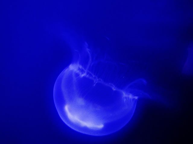 moon jellyfish