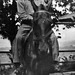 Harry on horse - India c1945
